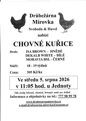 chovné kuřice Mírovka